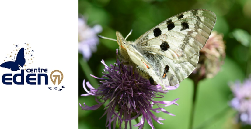 "Papillons et cie", animation nature au Centre Eden - centre éducatif nature et découverte à Cuisery (71)