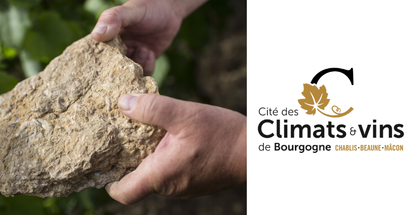 Activité famille : les secrets des fossiles ! à la Cité des Climats et des vins à Beaune