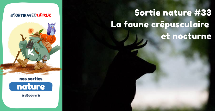 Sortie nature #33 | La faune crépusculaire et nocturne - - - À la découverte de la Biodiversité en Côte-d'Or