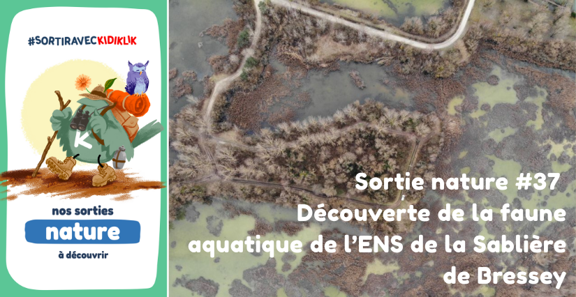 Sortie nature #37 | Découverte de la faune aquatique de l’ENS de la Sablière de Bressey - - - À la découverte de la Biodiversité en Côte-d'Or