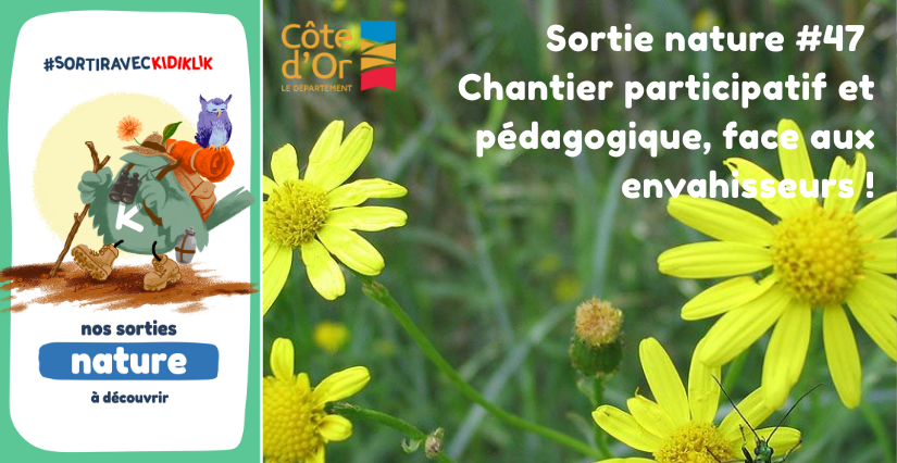 Sortie nature #47 | Chantier participatif et pédagogique, face aux envahisseurs ! - - - À la découverte de la Biodiversité en Côte-d'Or