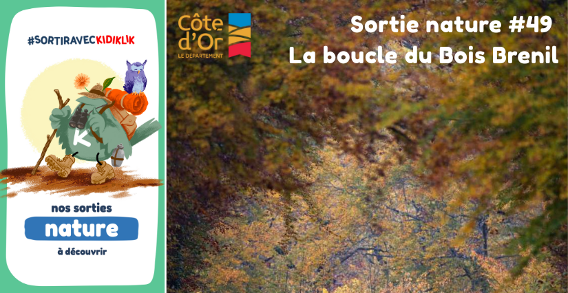 Sortie nature #49 | La boucle du Bois Brenil - - - À la découverte de la Biodiversité en Côte-d'Or