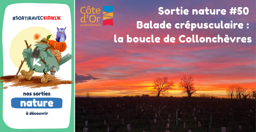 Sortie nature #50 | Balade crépusculaire : la boucle de Collonchèvres - - - À la découverte de la Biodiversité en Côte-d'Or