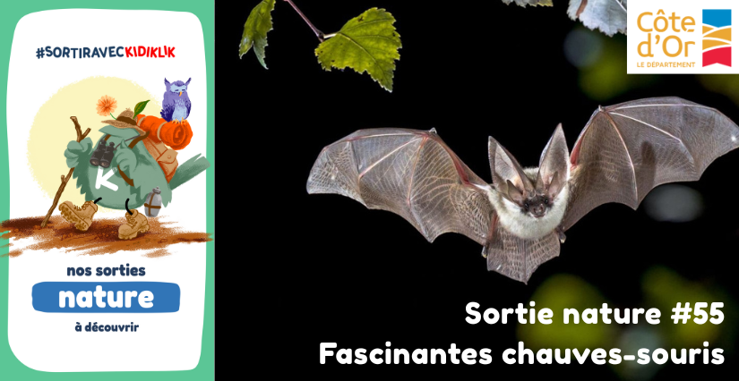 Sortie nature #55 | Fascinantes chauves-souris - - - À la découverte de la Biodiversité en Côte-d'Or Sortie nature #55 | Fascinantes chauves-souris - - - À la découverte de la Biodiversité en Côte-d'Or