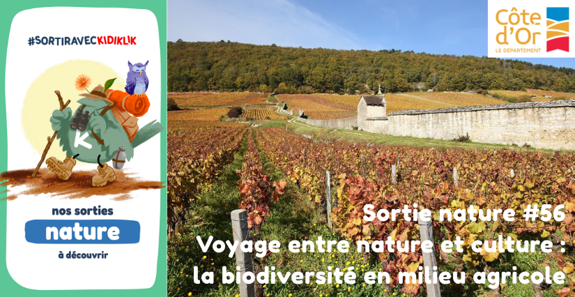 Sortie nature #56 | Voyage entre nature et culture : la biodiversité en milieu agricole - - - À la découverte de la Biodiversité en Côte-d'Or