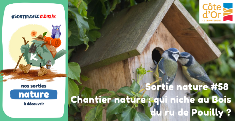 Sortie nature #58 | Chantier nature : qui niche au Bois du ru de Pouilly ? - - - À la découverte de la Biodiversité en Côte-d'Or