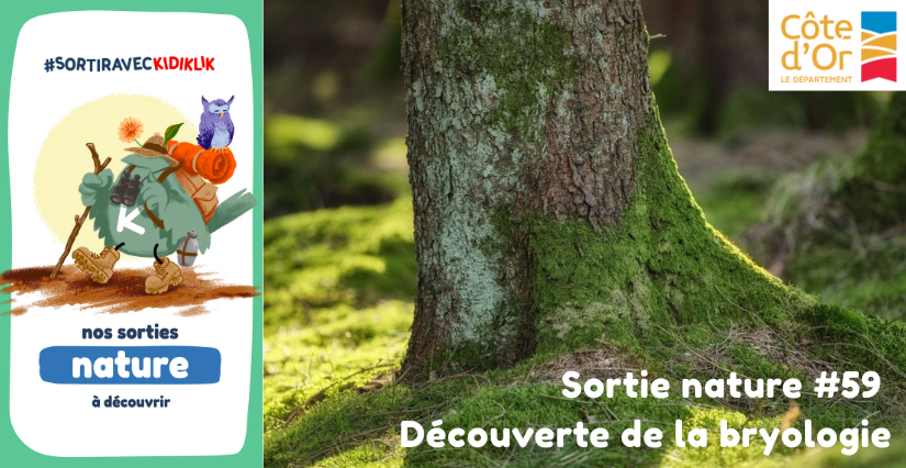 Sortie nature #59 | Découverte de la bryologie - - - À la découverte de la Biodiversité en Côte-d'Or