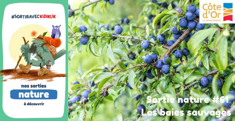Sortie nature #61 | Les baies sauvages - - - À la découverte de la Biodiversité en Côte-d'Or Sortie nature #61 | Les baies sauvages - - - À la découverte de la Biodiversité en Côte-d'Or