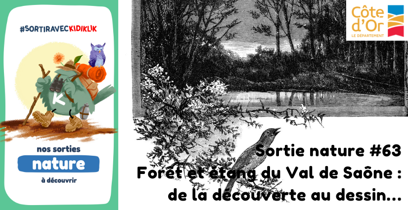 Sortie nature #63 | Forêt et étang du Val de Saône : de la découverte au dessin… - - - À la découverte de la Biodiversité en Côte-d'Or Sortie nature #63 | Forêt et étang du Val de Saône : de la découverte au dessin… - - - À la découverte de la Biodiversité en Côte-d'Or