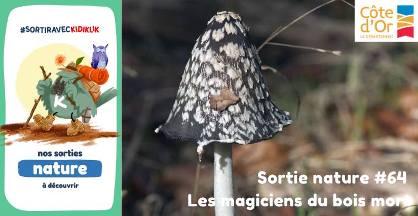 Sortie nature #64 | Les magiciens du bois mort - - À la découverte de la Biodiversité en Côte-d'Or
