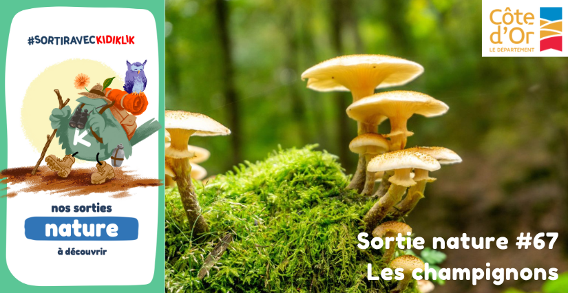 Sortie nature #67 | Les champignons - - - À la découverte de la Biodiversité en Côte-d'Or