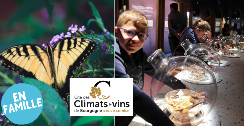 Activité famille : Fabrique un hôtel à papillons ! à la Cité des Climats et des vins à Beaune Activité famille : Fabrique un hôtel à papillons ! à la Cité des Climats et des vins à Beaune