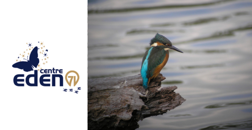 "Oiseaux", escapade nature avec le Centre Eden à Cuisery (71)