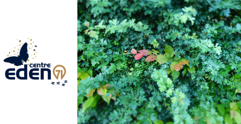 Connexion à la nature, animation au centre éducatif nature et découverte à Cuisery (71)