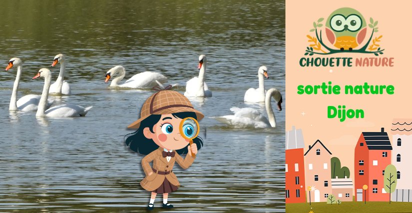 Club nature famille : "La Saint-Valentin des oiseaux d’eau" avec Chouette Nature à Dijon