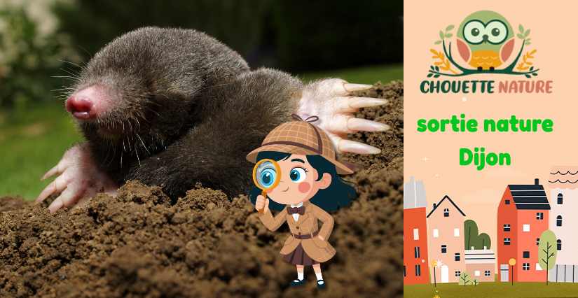 Club nature famille : "Aide la Reine des Taupes – Gardiens du Sol" avec Chouette Nature à Dijon