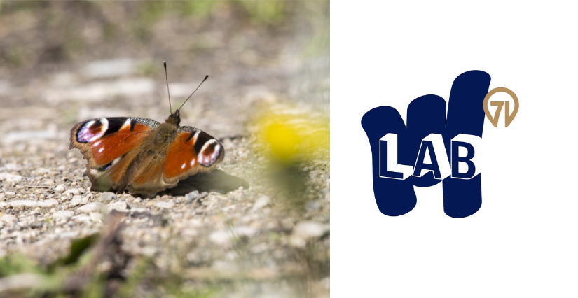 "Les petites bêtes", animation en famille au LAB71