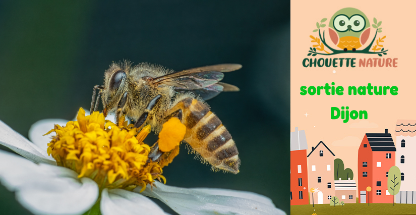 Club nature famille : "Bisous de fleurs et bourdonnements " avec Chouette Nature à Dijon 
