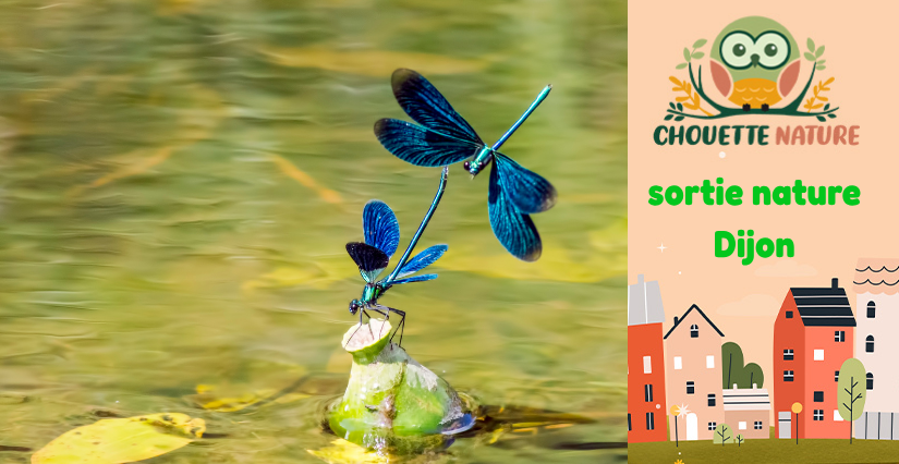 Club nature famille : "Éclaboussures et métamorphoses" avec Chouette Nature à Dijon 