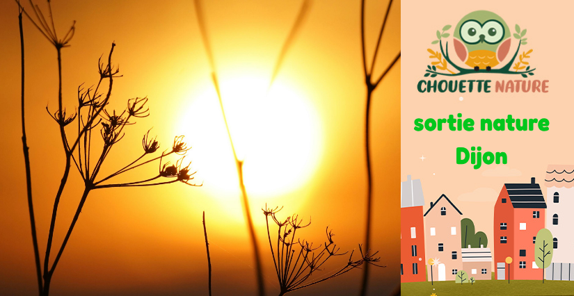 Club nature famille : "Soleil en Musique !" avec Chouette Nature à Dijon