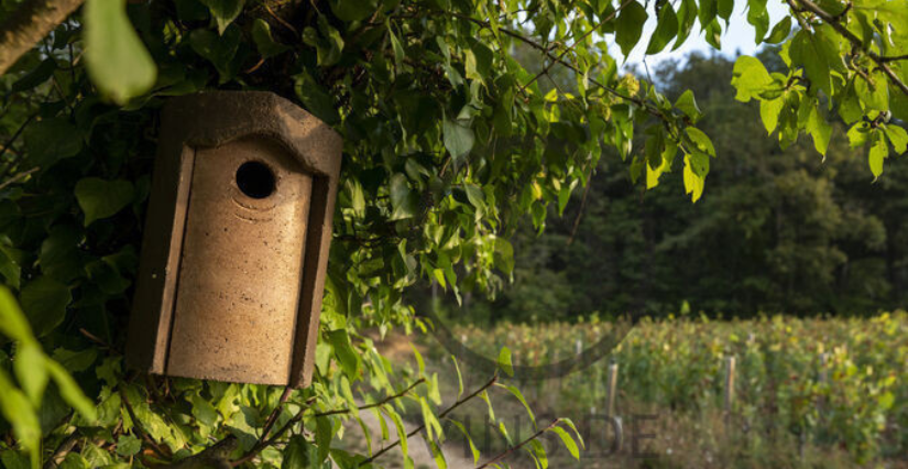 La biodiversité dans les vignes : activité en famille à la Cité des climats et vins de Bourgogne, à Beaune
