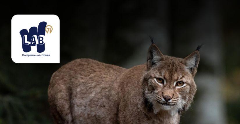 Journée internationale du lynx, au Lab 71