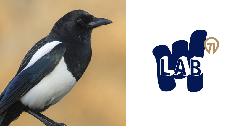 "Pie bavarde", observation des oiseaux au Lab 71 cet été en Bourgogne