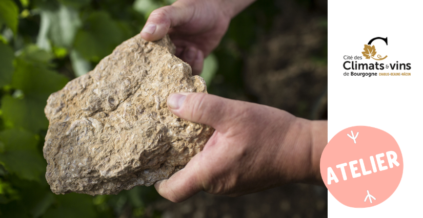 Activité famille : les secrets des fossiles ! à la Cité des Climats et des vins à Beaune