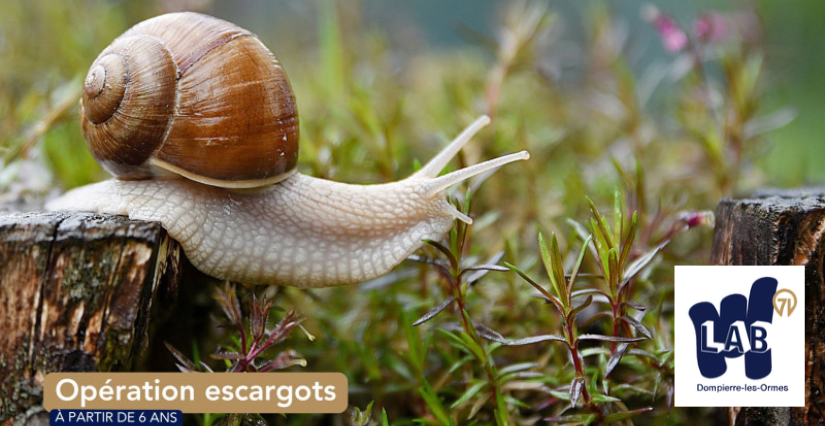 Opération escargots au Lab 71