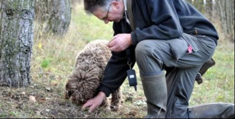 Rendez-vous famille "Découverte du cavage et dégustation de la Truffe de Bourgogne" à la Maison de la Forêt - Leuglay (21)