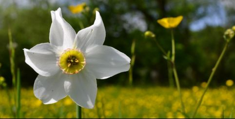Rendez-vous en famille "Découverte des fleurs de printemps" à la Maison de la Forêt - Leuglay (21)