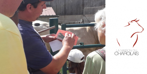Visite d'une ferme charolaise avec la Maison du Charolais à Charolles (71)