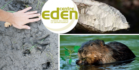 Sortie en famille à la journée "Sur les traces du Castor", en famille dès 9 ans au Centre Eden - centre éducatif nature et découverte